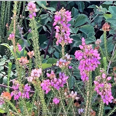 Stellaria In Montagna Panorama Stupendo Sardegna Daire *